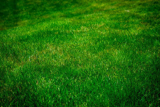 green grass texture