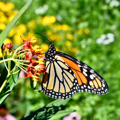 Monarch butterfly (Danaus plexippus) pollinating the flower of Tropical Milkweed (Asclepias curassavica). Close-up. Copy space.