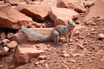 squirrel on a rock