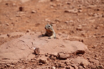 Obraz premium squirrel on rock