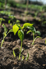 Planta de pimiento floreciendo en la tierra en verano en detalle 