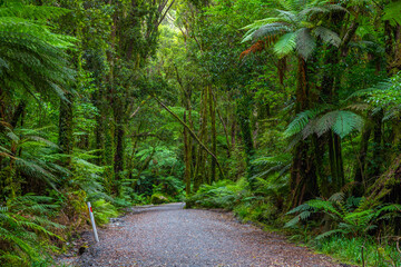 Rainforest on the west coast of South Island near Fox glacier in New Zealand