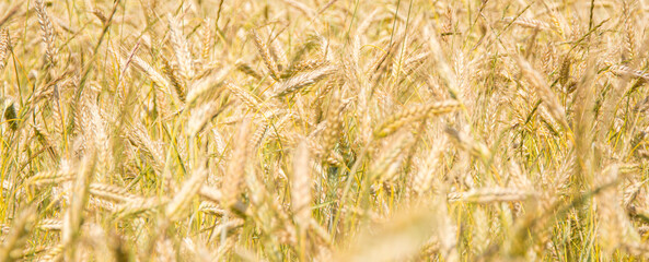 Wheat field in the evening. Nature background. Soft defocus. Long banner 