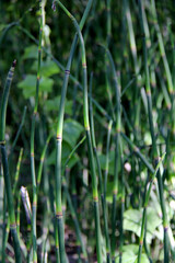 Obraz premium Close of horsetail grass called Equisetum hyemale 