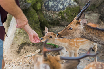 Feeding sika deer, spotted deer, in Nara, Japan