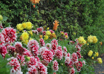 Obraz premium flowers in the garden