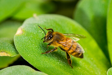 Vista detallada de Abeja europea (Apis mellifera) sobre la hoja de planta acuática.