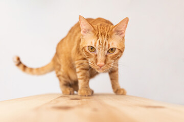 Orange cat standing up