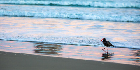 Variable oystercatcher walking along the shore