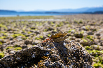 Crab on the rocks and shell
