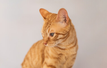 Orange kitty looking to the side