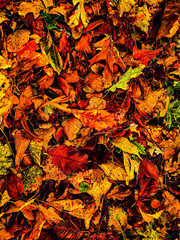 autumn leaves background