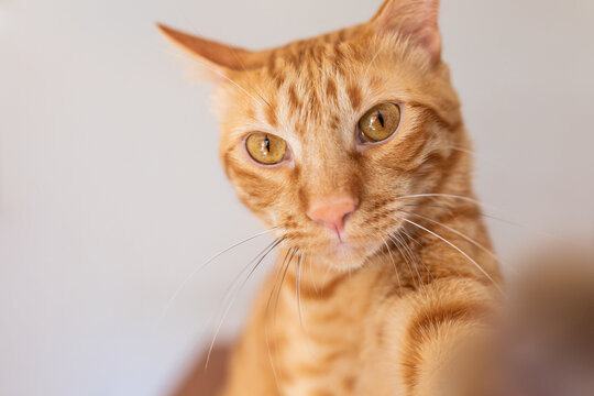 Red tabby cat with orange and big eyes