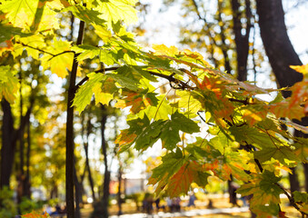 Beautiful yellow maple leaves on sunny day and blurry background. Golden autumn in city park.  Close up,  macro shot. Fall Scene.
