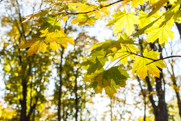 Beautiful yellow maple leaves on sunny day and blurry background. Golden autumn in city park.  Close up,  macro shot. Fall Scene.