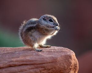 Harris's Antelope Squirrel perched on a red rock at Valley of Fire State Park.
