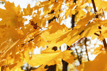 Beautiful yellow maple leaves on sunny day and blurry background. Golden autumn in city park.  Close up,  macro shot. Fall Scene.