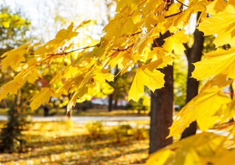 Beautiful yellow maple leaves on sunny day and blurry background. Golden autumn in city park.  Close up,  macro shot. Fall Scene.