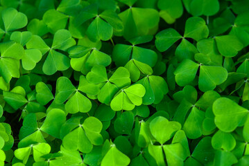 green clover leaves background, wood sorrel plant in spring forest