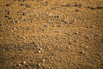 Rural scenic. Traditional Sheep herding. Flock of sheep grazing in the mountains golden meadow