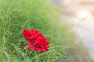 Red chrysanthemum On a green background.