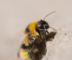 close up bee