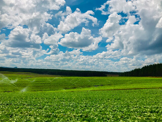 green field and blue sky