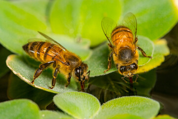 Dos abejas europeas (Apis mellifera) sobre plantas acuáticas, colectando agua