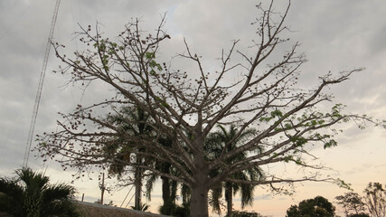 arbol antiguo con apariencia tetrica