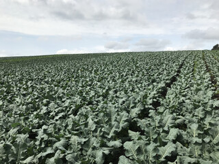 field of cabbage