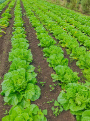 Fototapeta na wymiar rows of lettuce