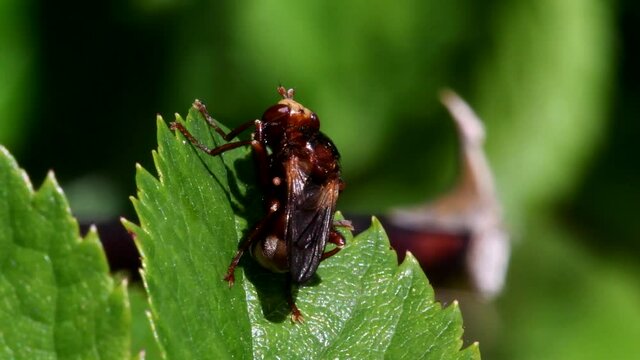 Ferruginous Bee-grabber fly on a leaf. Her Latin name is Sicus ferrugineus.