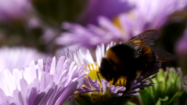 Garden Bumblebee on a flower. His Latin name is Bombus hortorum.