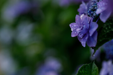 紫陽花