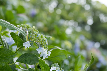紫陽花