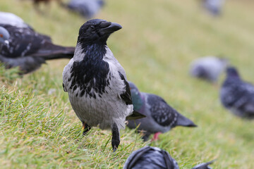 Hooded crow on the grass among the pigeons