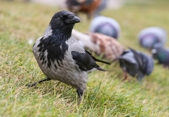 Hooded crow on the grass among the pigeons