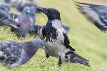 Hooded crow on the grass among the pigeons