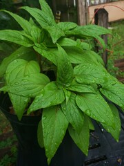 Water On Cockscomb II