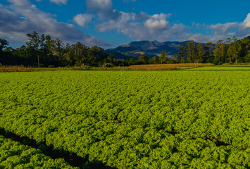 green field and blue sky
