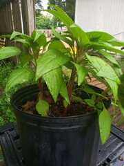 Water On Cockscomb I