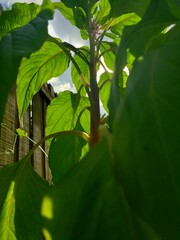 Lizard On Cockscomb I