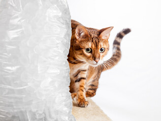 Golden colored bengal cat creeping around the side of a cold frozen bag of ice to illustrate a cold...