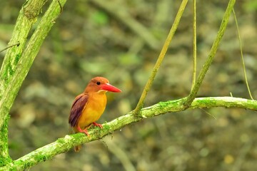 木陰で潜むように休憩するアカショウビン