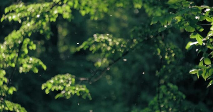 A swarm of mosquitoes. Forest on the background, 4k 50fps