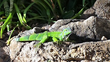 green lizard on a rock
