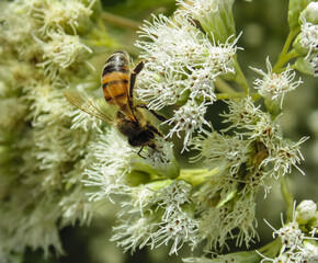 Abeja 2