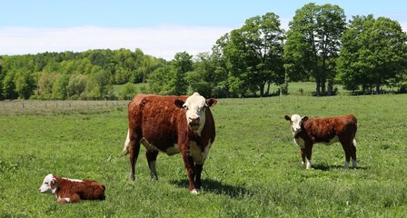 Mother Hereford Cow in the meadow with two newborn calves on a sunny spring day