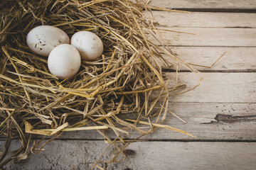 Fresh duck eggs incubation period in the farm.
