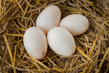Fresh duck eggs incubation period in the farm.